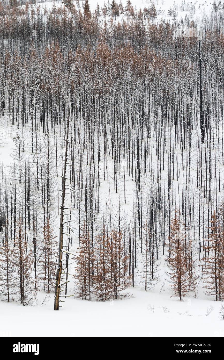 Totholz... Yellowstone Nationalpark * USA *, Blick über einen weiten, weitgehend abgestorbenen Wald, Nadelwald im Winter bei Schneelage, Schnee, Vereinigte Staaten von Amerika *** Toter Wald, Bäume, Wälder im Winter, fast monochrome Strukturen, Grand Teton Nationalpark, Wyoming, USA. Wyoming Nordamerika, Vereinigte Staaten von Amerika Stockfoto