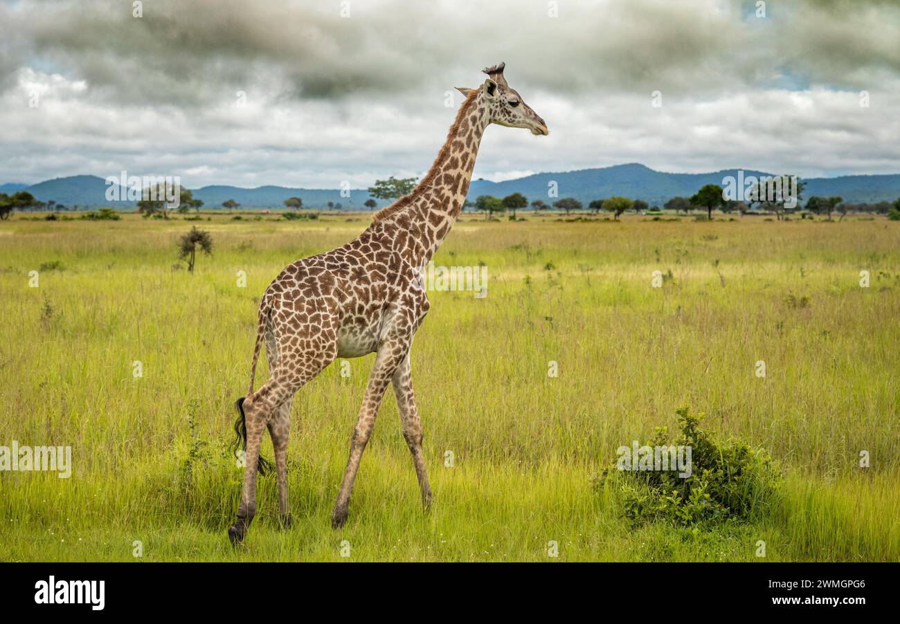 Eine männliche Masai-Giraffe auf der Savanne im Mikumi-Nationalpark im Süden Tansanias. Die Masai-Giraffe ist als gefährdet gelistet. Stockfoto