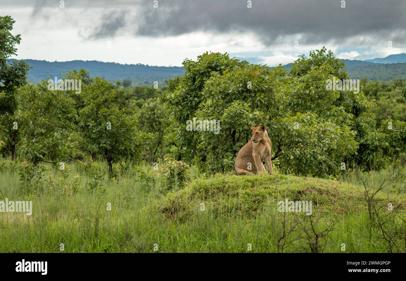 Eine Löwin (Panthera leo) liegt auf einem Grashügel im Mikumi-Nationalpark im Süden Tansanias. Stockfoto