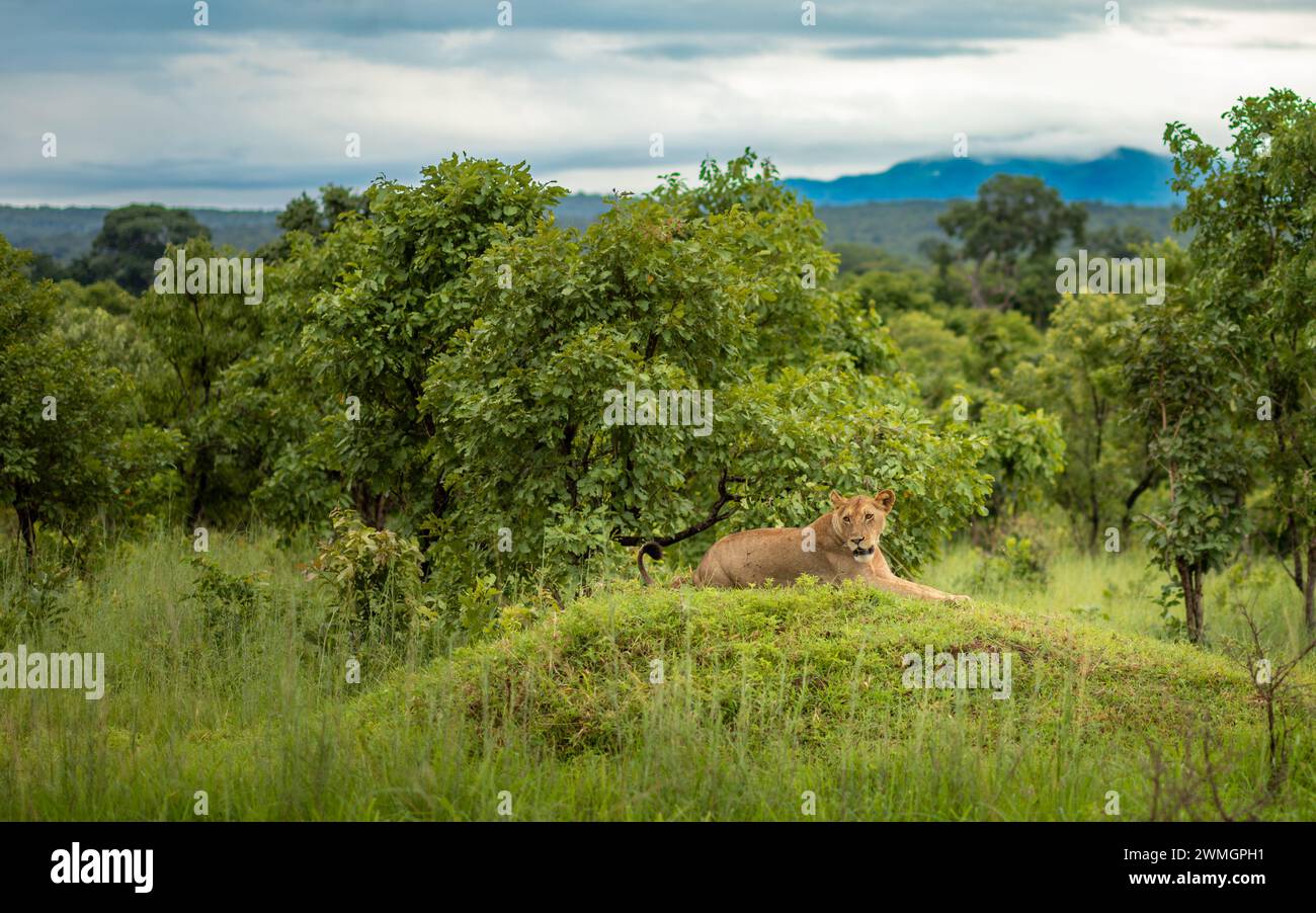 Eine Löwin (Panthera leo) liegt auf einem Grashügel im Mikumi-Nationalpark im Süden Tansanias. Stockfoto