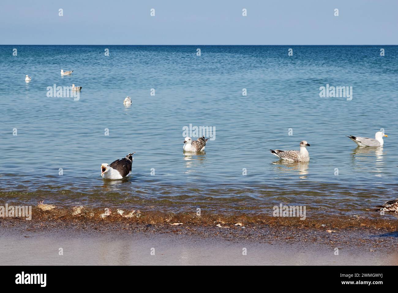 Europäische Silbermöwe (Larus argentatus) und große schwarze-backed Möwen (Larus marinus) auf Klitmoeller Strand, Thisted Kommune, Dänemark Stockfoto
