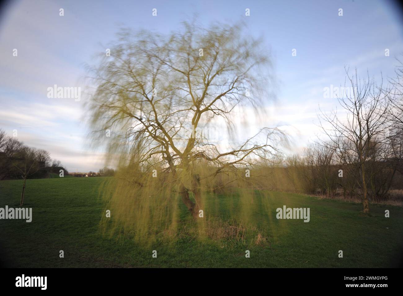 Willow Tree Lavenham Suffolk Stockfoto