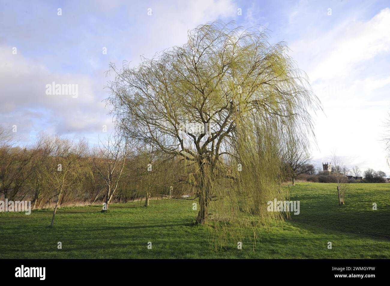 Willow Tree Lavenham Suffolk Stockfoto