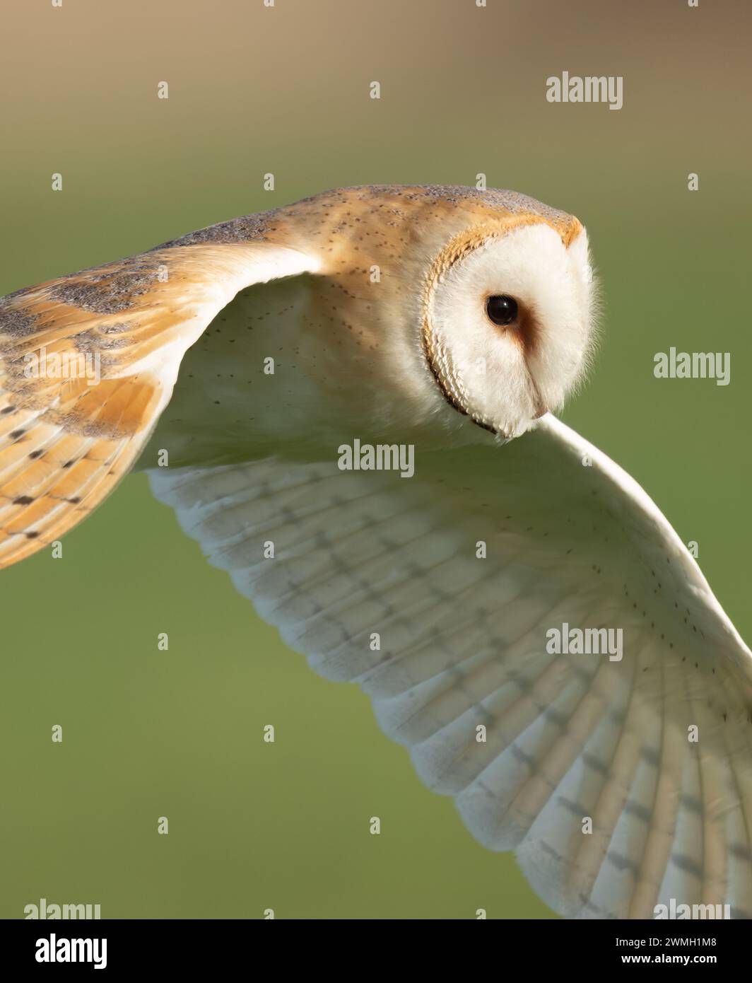 Nahaufnahme einer wilden Scheuneneule im Abendsonnenlicht, Norfolk Stockfoto
