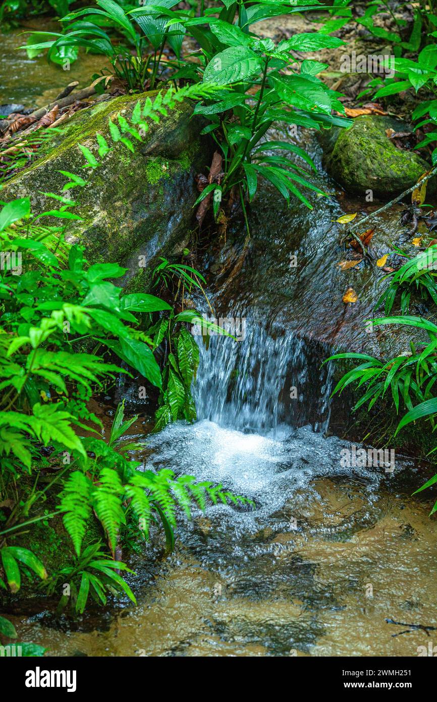 Wasserstrom im Henri Pittier Nationalpark, Venezuela Stockfoto