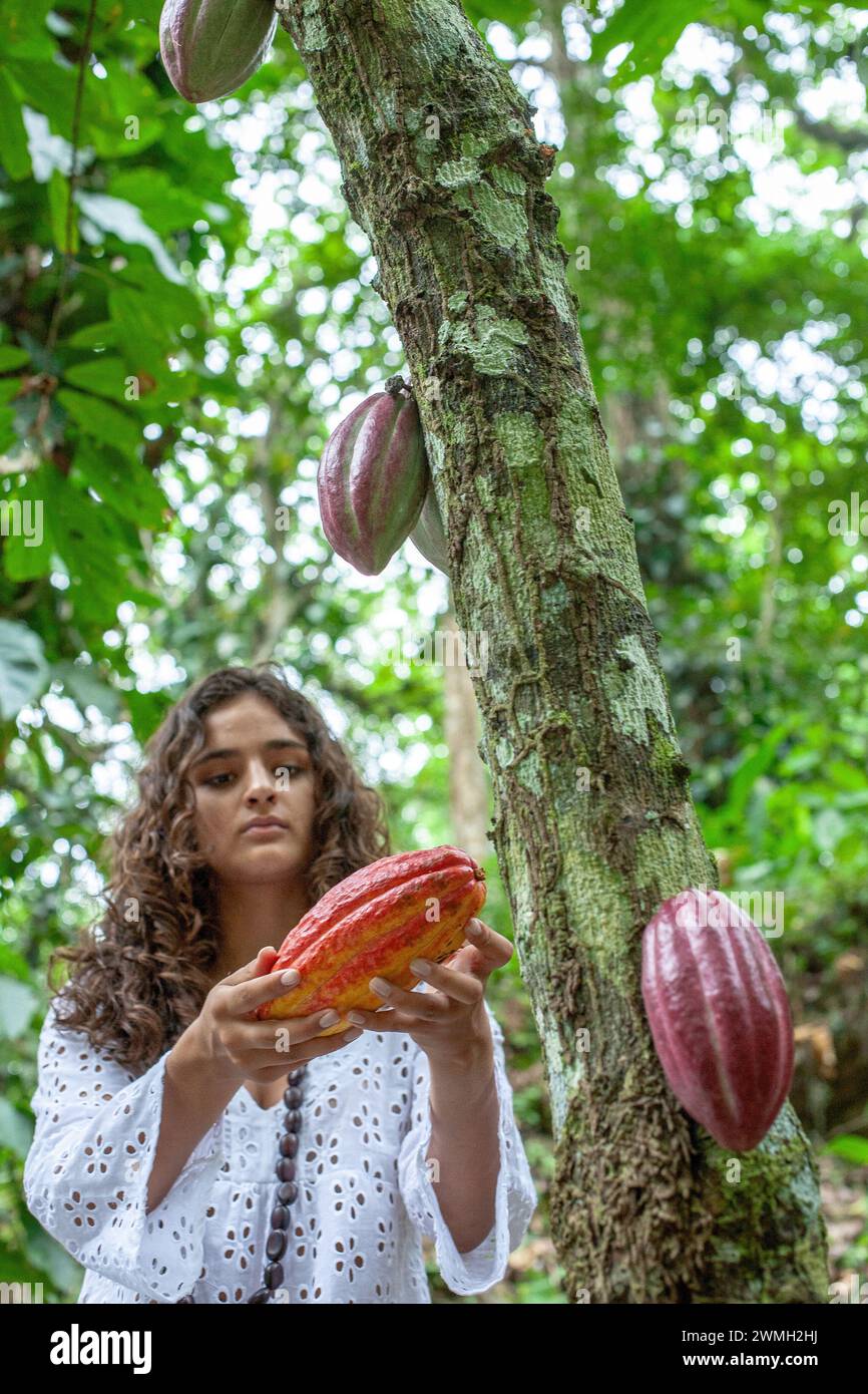 Schönes Mädchen pflückt Kakaobohnen auf einer Plantage.Junges Mädchen hält Kakaobst auf der Plantage im Henri Pittier Nationalpark, Venezuela Stockfoto