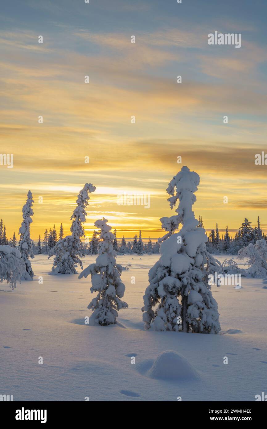 Winterlandschaft in Schwedisch Lappland mit schneebedeckten Bäumen und farbenfrohem Himmel bei Sonnenuntergang, Gällivare County, Schwedisch Lappland, Schweden Stockfoto