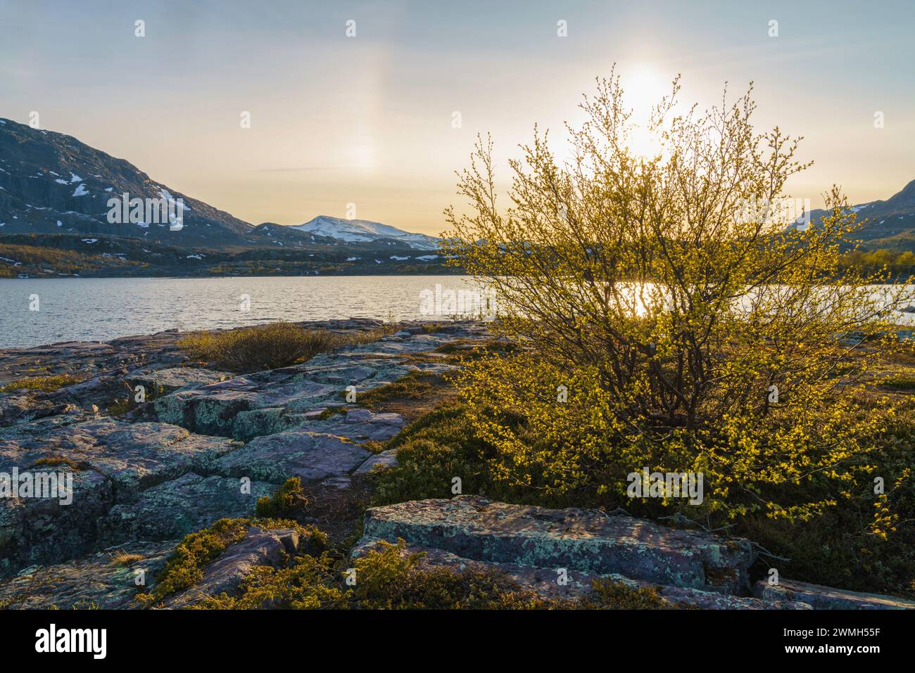 Frühling im Nationalpark Stora sjöfallet mit sonnigem Abend und Birken und Berg im Hintergrund, Gällivare County, Schwedisch Lappland, Swed Stockfoto
