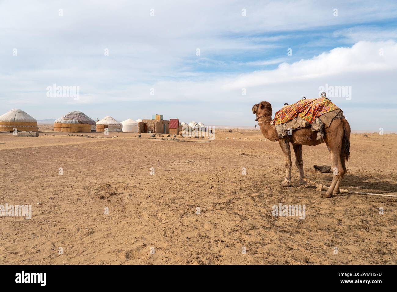 Niedliches Kamel vor dem Nomaden Jurtenlager in Zentralasien, Usbekistan Stockfoto
