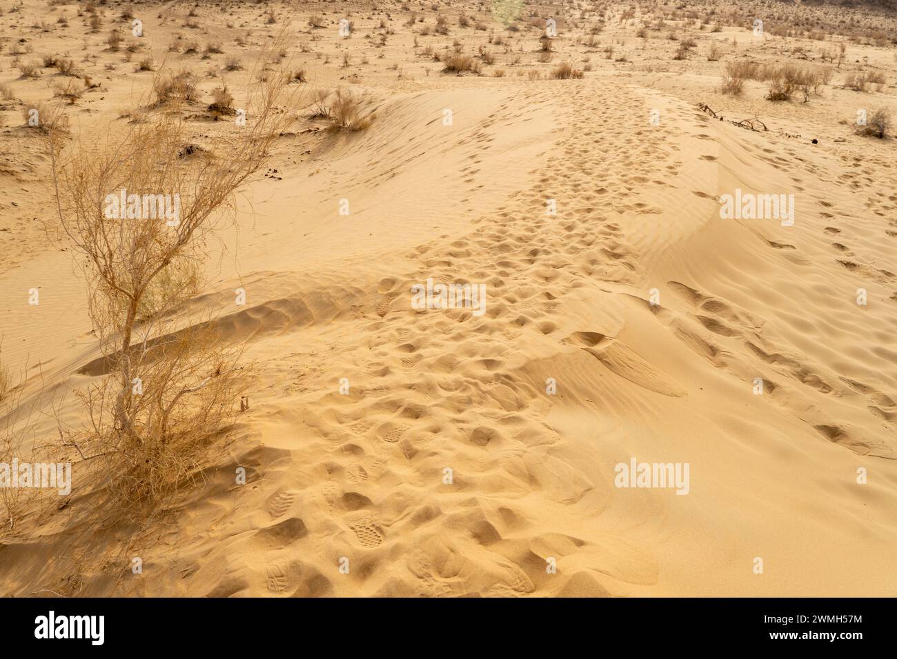 Sanddünen in der Wüste Kyzylkum, Usbekistan Stockfoto