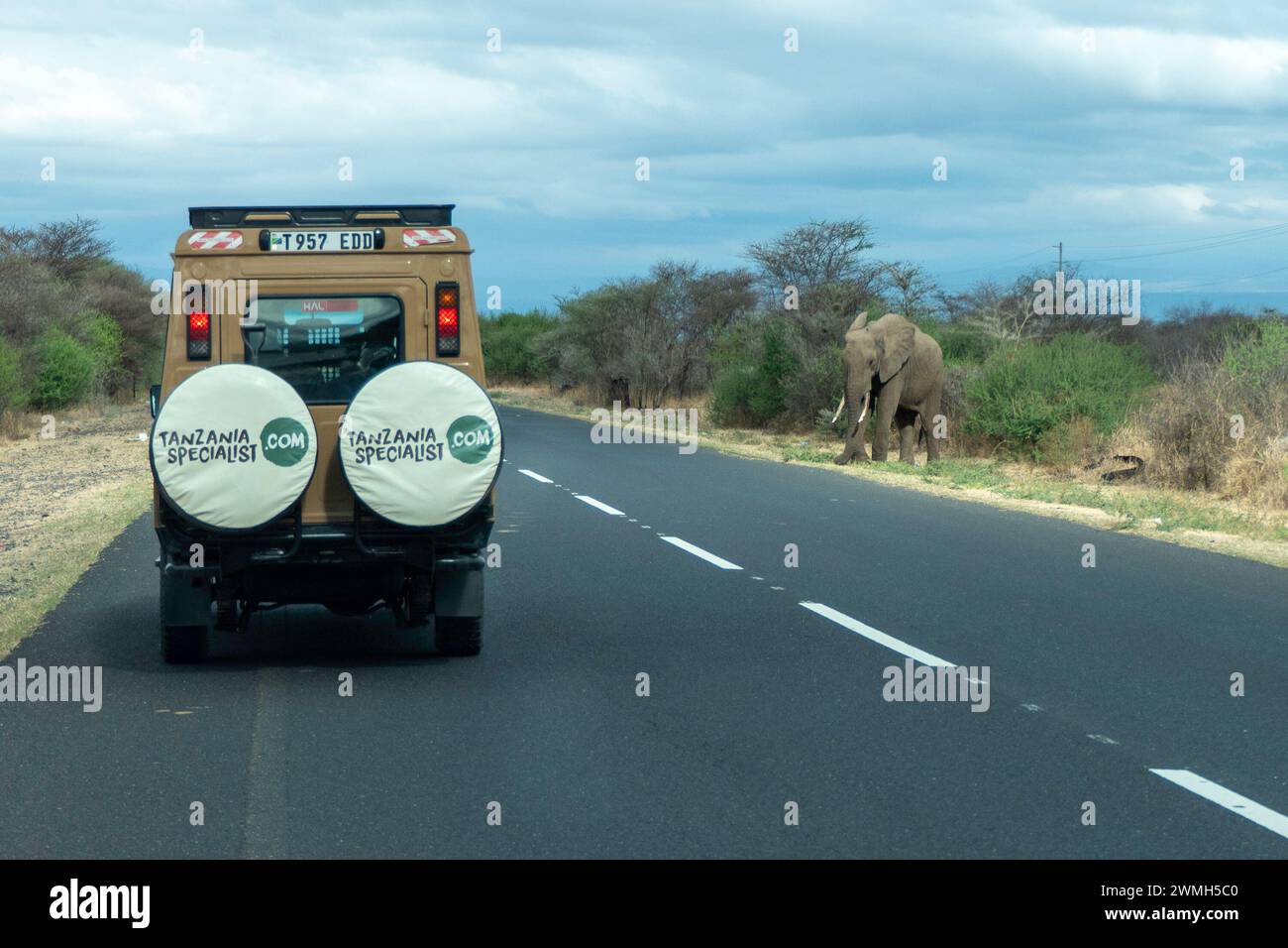 Tangire, Tansania, 24. Oktober 2023. Elefant, der die Straße vor den Autos überqueren will Stockfoto