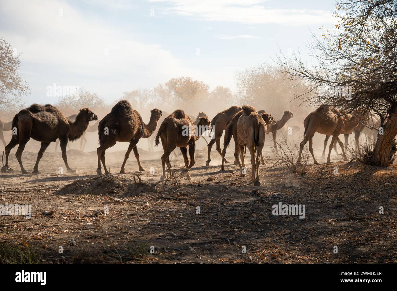 Kamele in der Wüste Kyzylkum in Usbekistan. Viele Kamele zum Weiden in der Natur. Stockfoto