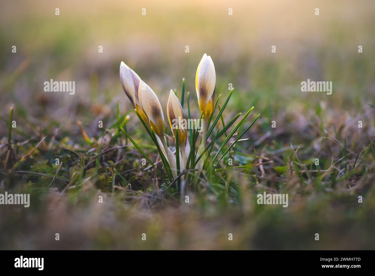 Als erste Anzeichen des Frühlings sprießen helle, cremefarbene Krokusse von der Wiese. Die Blüten sind von grünen, nadelförmigen Blättern umgeben. Stockfoto