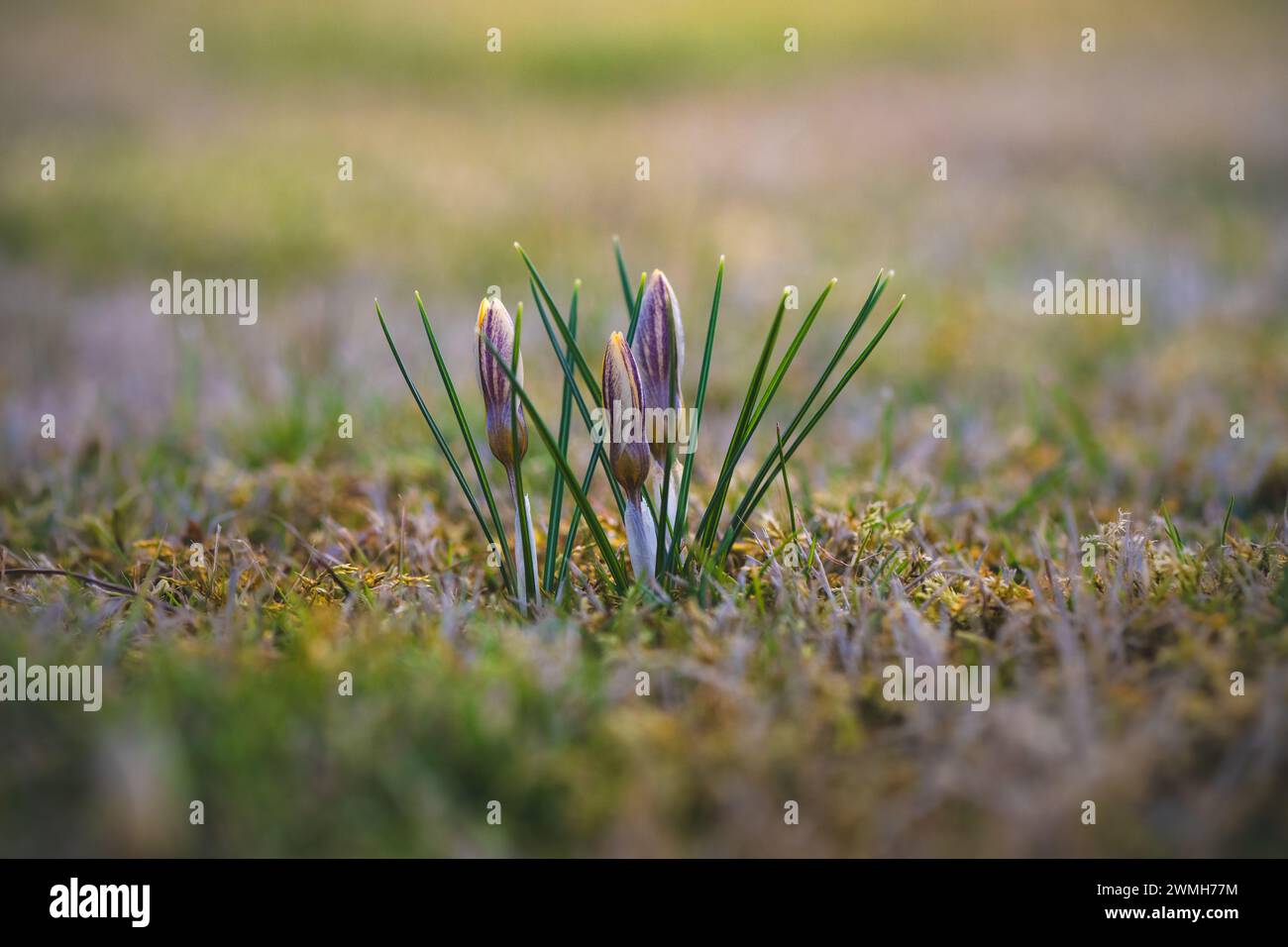 Als erste Frühlingszeichen sprießen gelbe und violette Krokusse von der Wiese. Die Blüten sind von grünen, nadelförmigen Blättern umgeben. Stockfoto