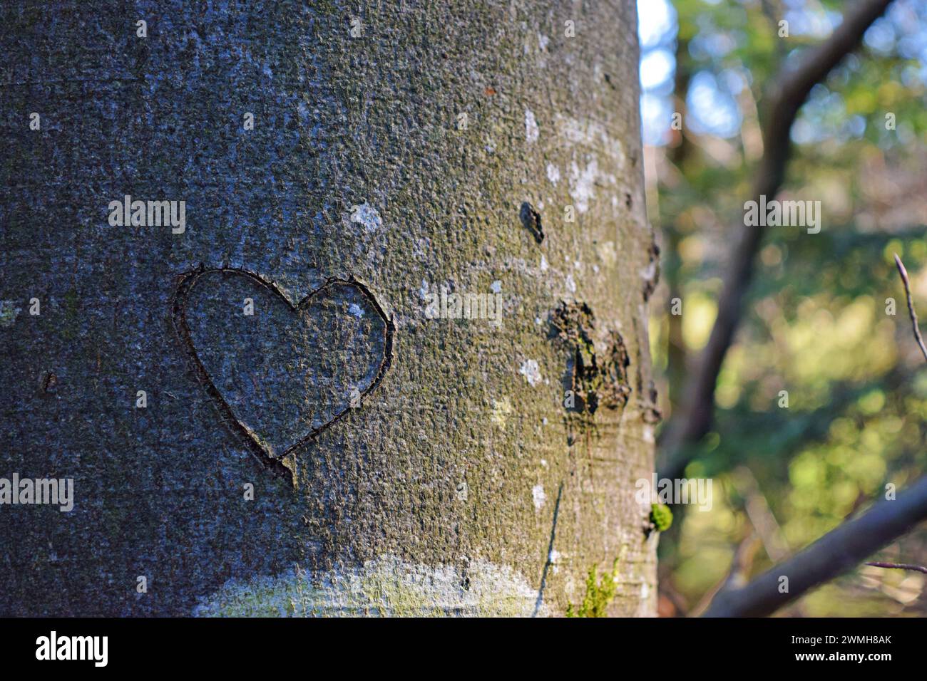Das Herz ist in einem Baum im Wald gekratzt. Stockfoto