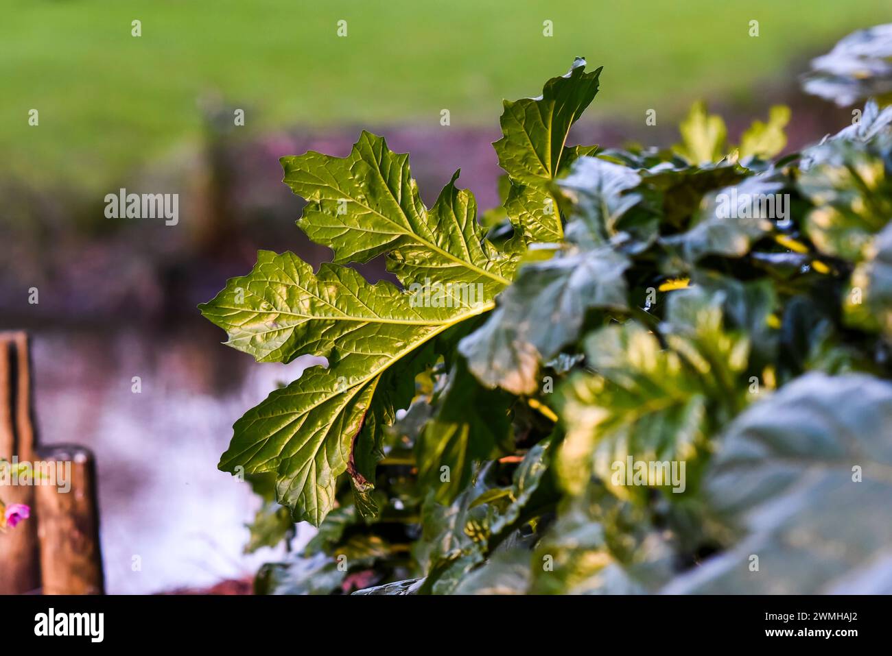 Acanthus Blatt, Blick auf die Blattstruktur, an einem sonnigen Tag im Garten. Stockfoto