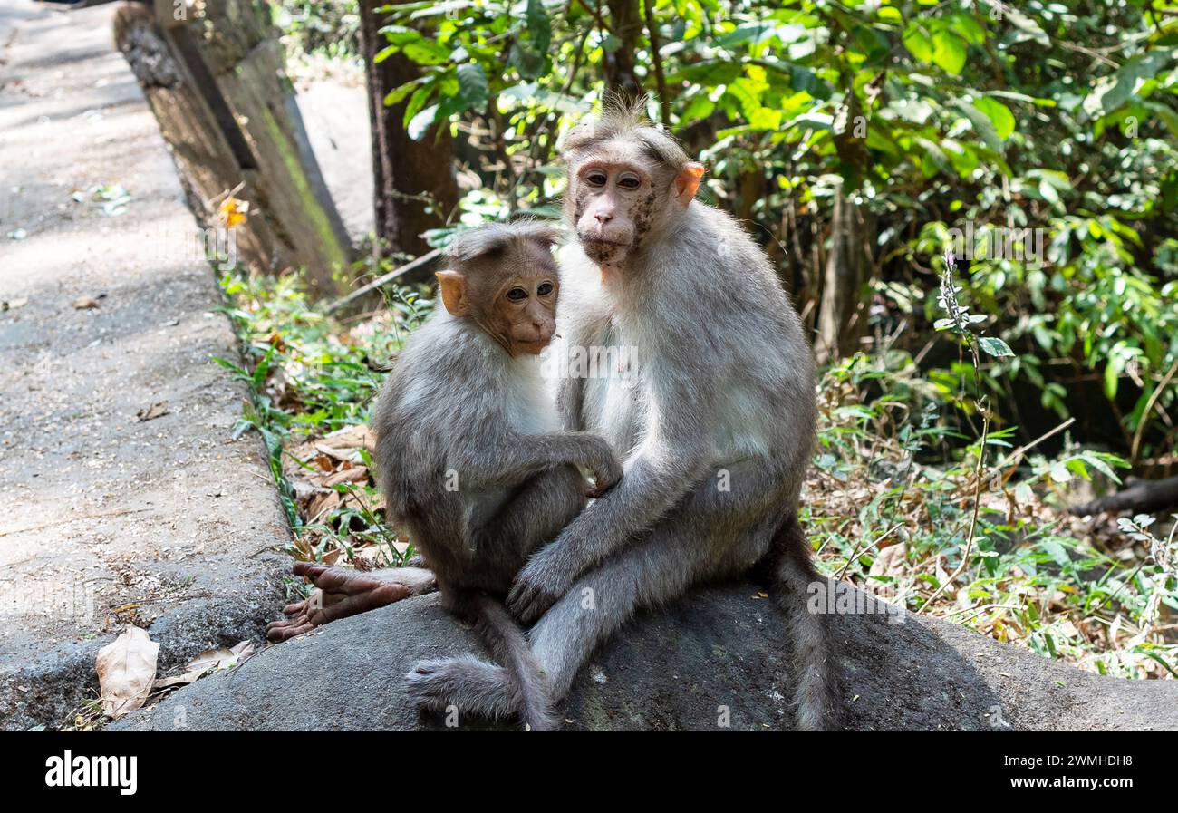 2 Makaken-Affen auf Wayanad Indien Stockfoto