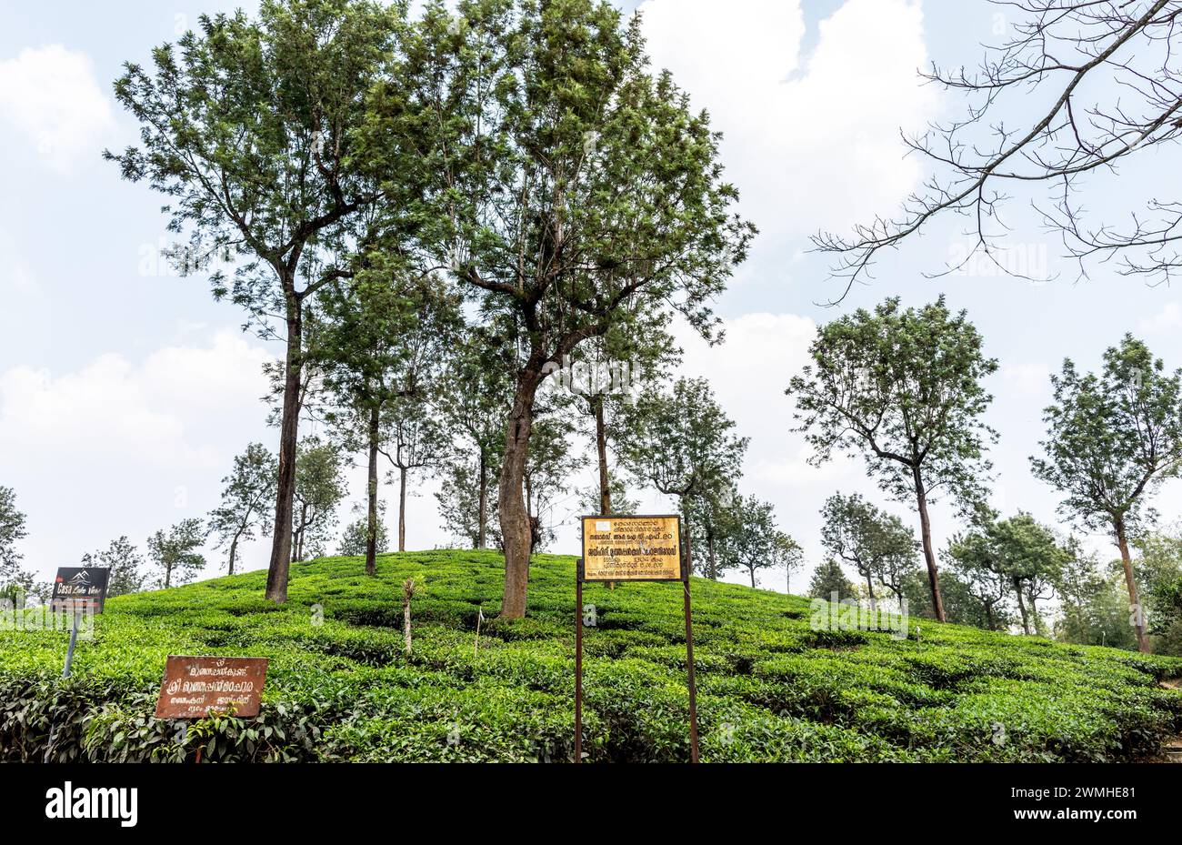 Teeplantagen in Wayanad in Kerala Indien Stockfoto