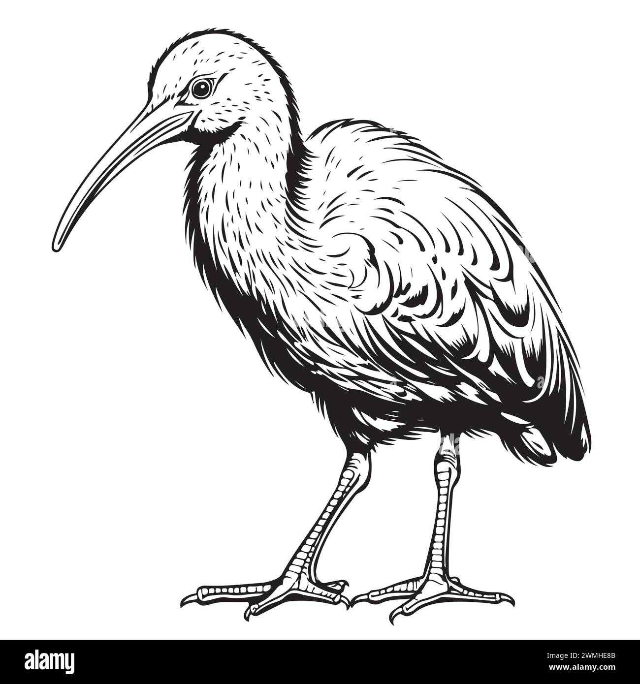 Handgezeichnet, skizziert, Zeichentrickillustration von Kiwi Stock Vektor