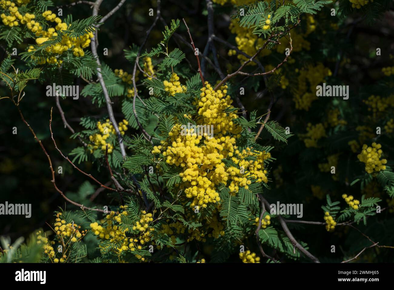 Hellgelbe Mimosa, ein Symbol des Frauentages, der am 8. März gefeiert wird. Diese frische und wilde Blume verkörpert die Begriffe Frühling, Hoffnung und Glück Stockfoto