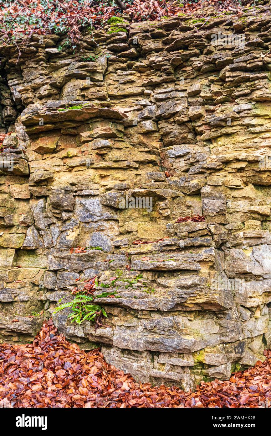 In einem alten Steinbruch auf den Cotswolds bei Crickley Hill, Gloucestershire, England, Vereinigtes Königreich Stockfoto