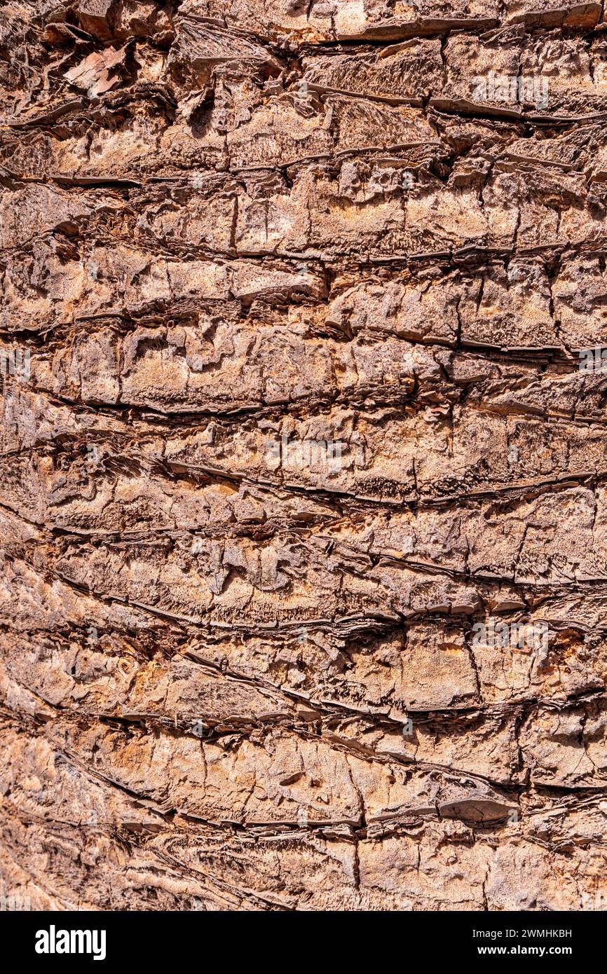 Ein regelmäßiges Muster auf der Rinde einer Palme auf der Kanarischen Insel Fuerteventura, Spanien Stockfoto