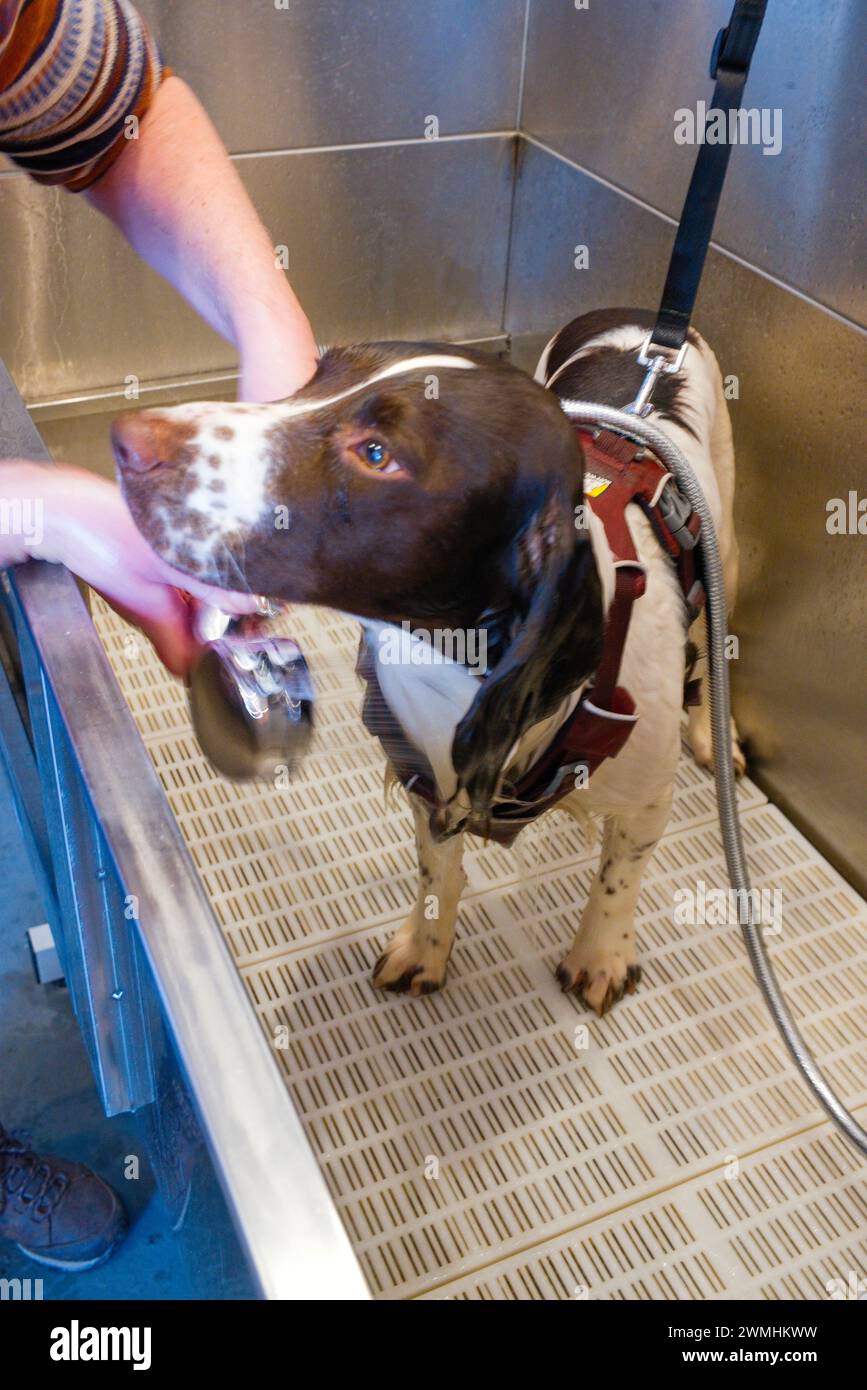 Springer Spaniel wird in der Hundewaschanlage eines Hotels gewaschen Stockfoto