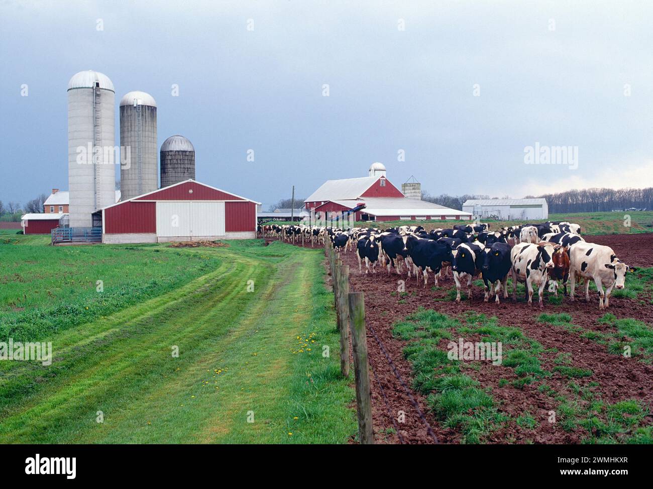 Milchfarm; Kühe und Scheunen in der Nähe von Oxford; Pennsylvania; USA Stockfoto