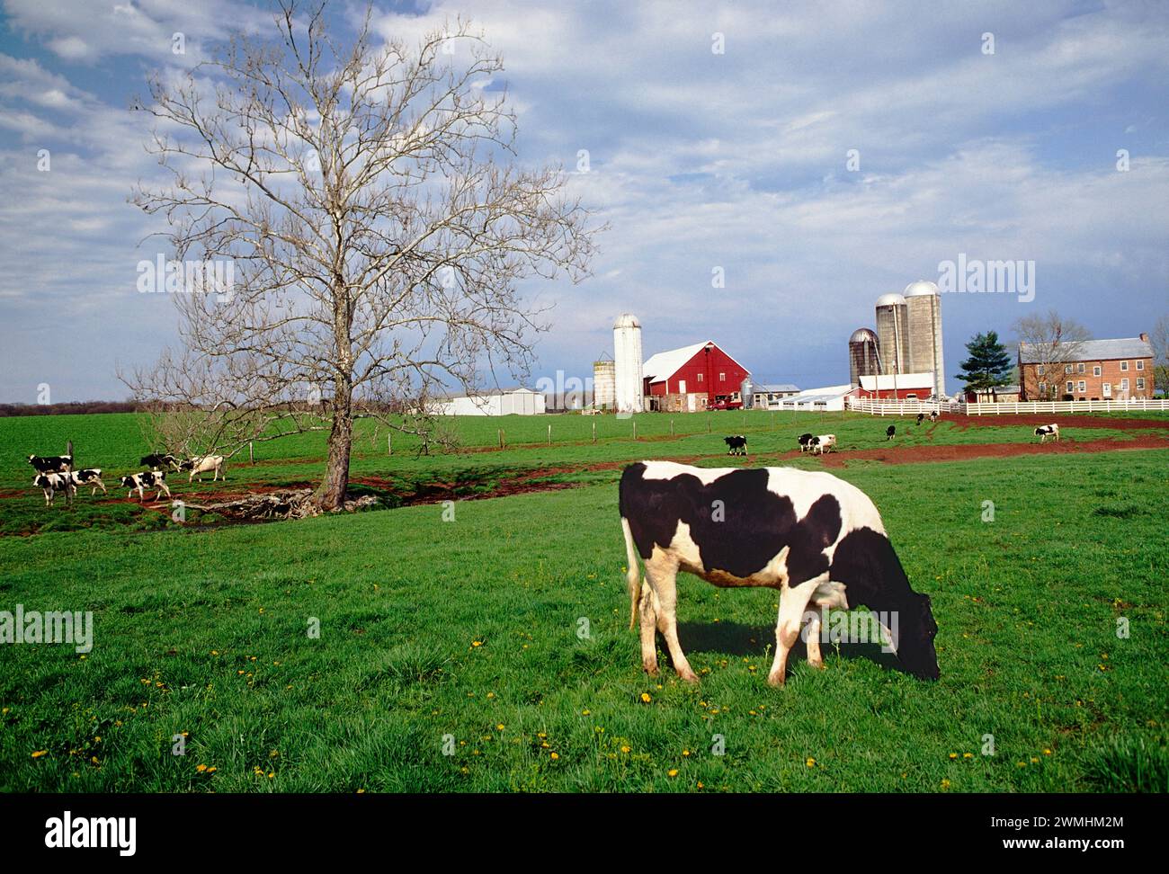 Milchfarm; Kühe und Scheunen in der Nähe von Oxford; Pennsylvania; USA Stockfoto