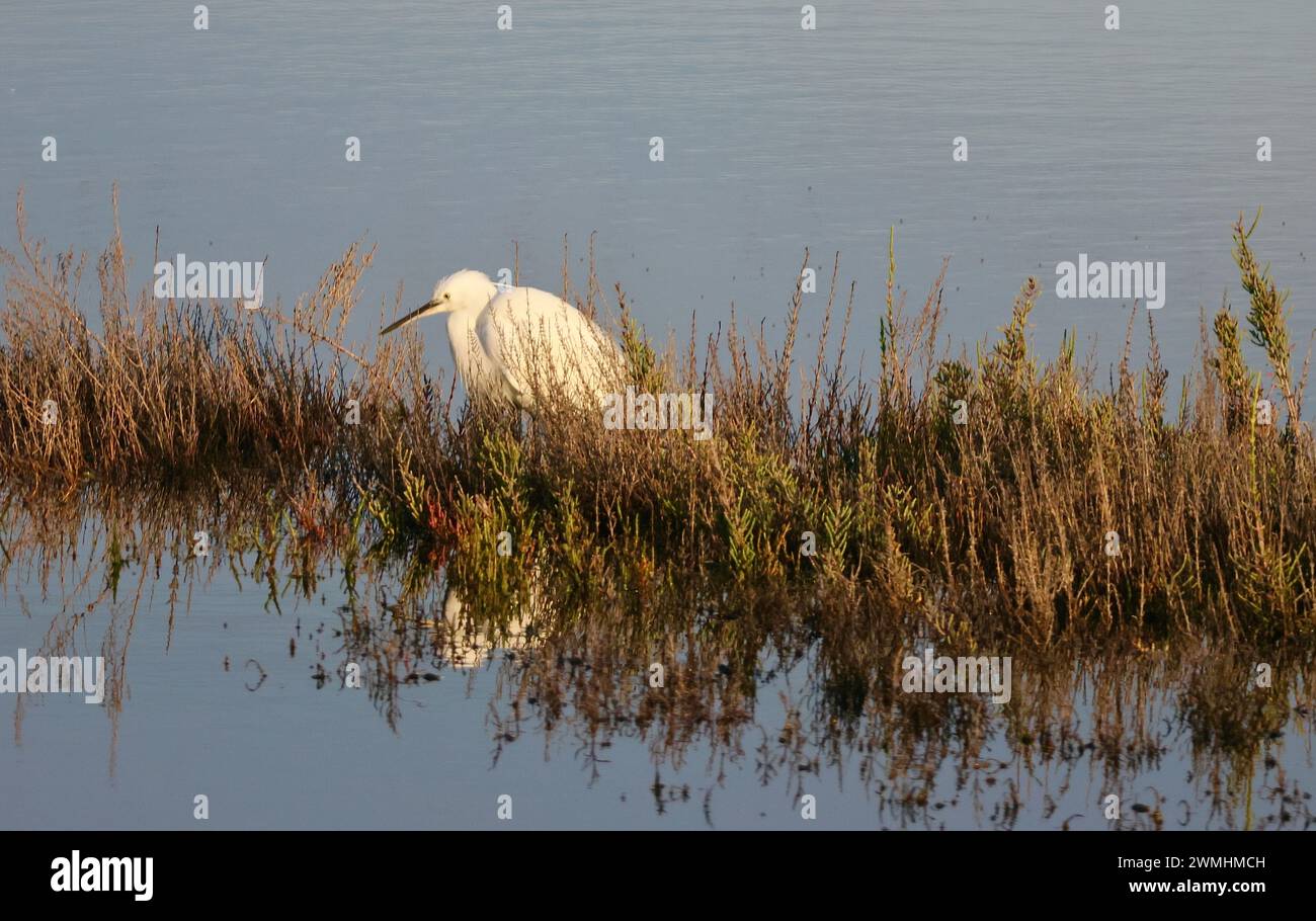 Ein Reiher, der im hohen Gras mitten in einem Teich auf der Suche ist, wird von der aufgehenden Sonne erhellt. Das klare Wasser reflektiert den Vogel. Stockfoto