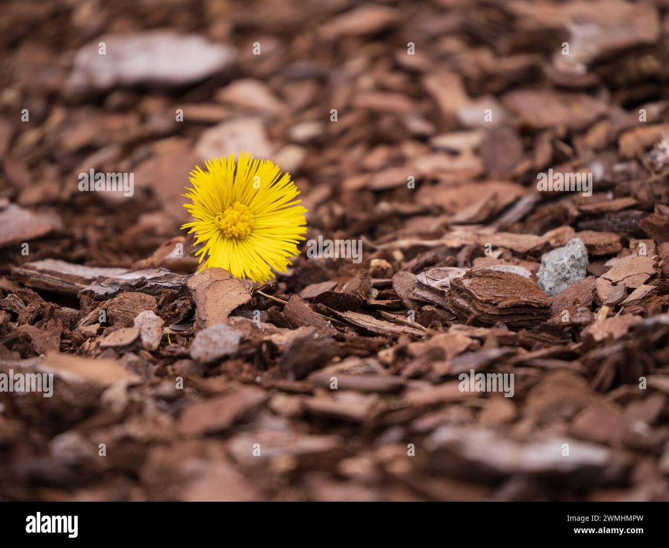 Eine einzelne gelbe Blume inmitten verstreuter Holzspäne Stockfoto