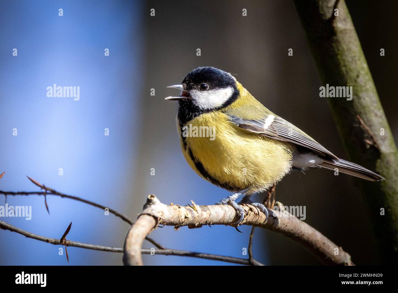 Ein winziger gelber und schwarzer Vogel, der auf einem Baumzweig thront Stockfoto