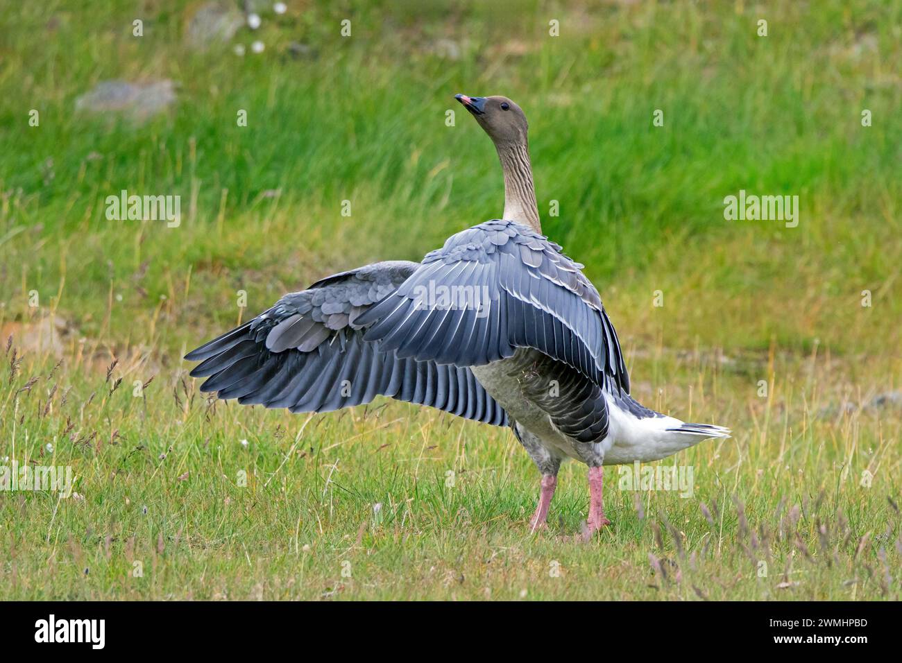 Rosafarbene Gans (Anser brachyrhynchus) flatternde Flügel auf der Tundra im Sommer, Svalbard/Spitzbergen Stockfoto