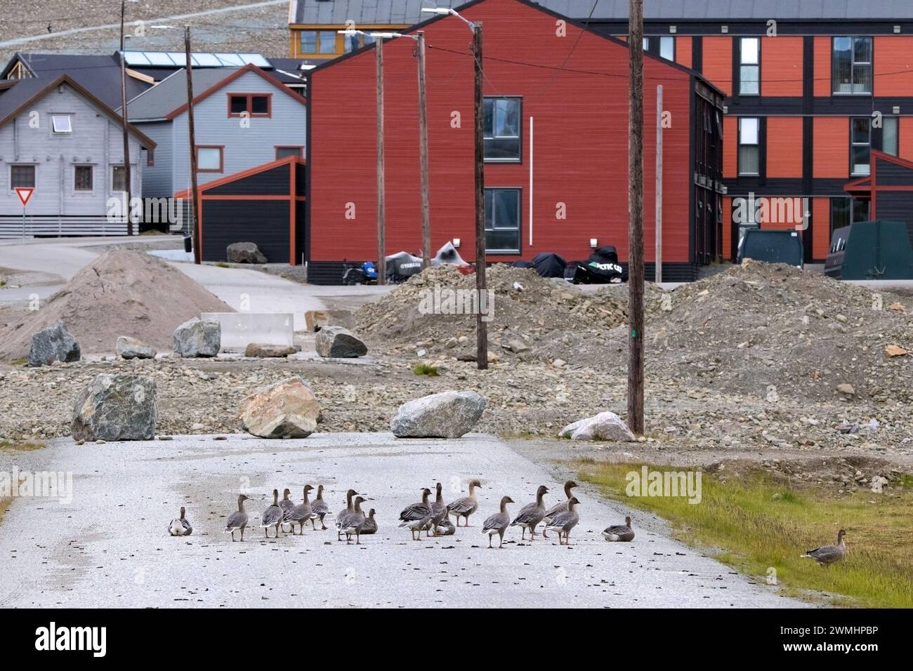 Rosafarbene Gänse (Anser brachyrhynchus), eine Herde mit Erwachsenen und Jugendlichen, die im Sommer durch die Stadt Longyearbyen, Svalbard/Spitzbergen, spazieren Stockfoto