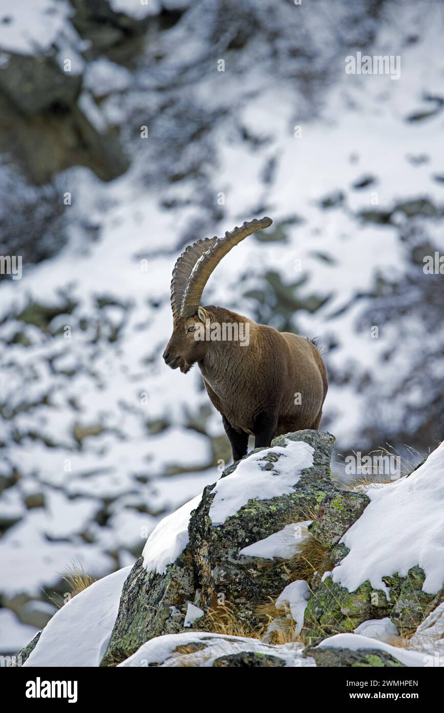 Alpensteinbock (Capra Steinbock) männlich mit großen Hörnern in felsiger Bergrinne, die im Winter in den europäischen Alpen mit Schnee bedeckt ist Stockfoto