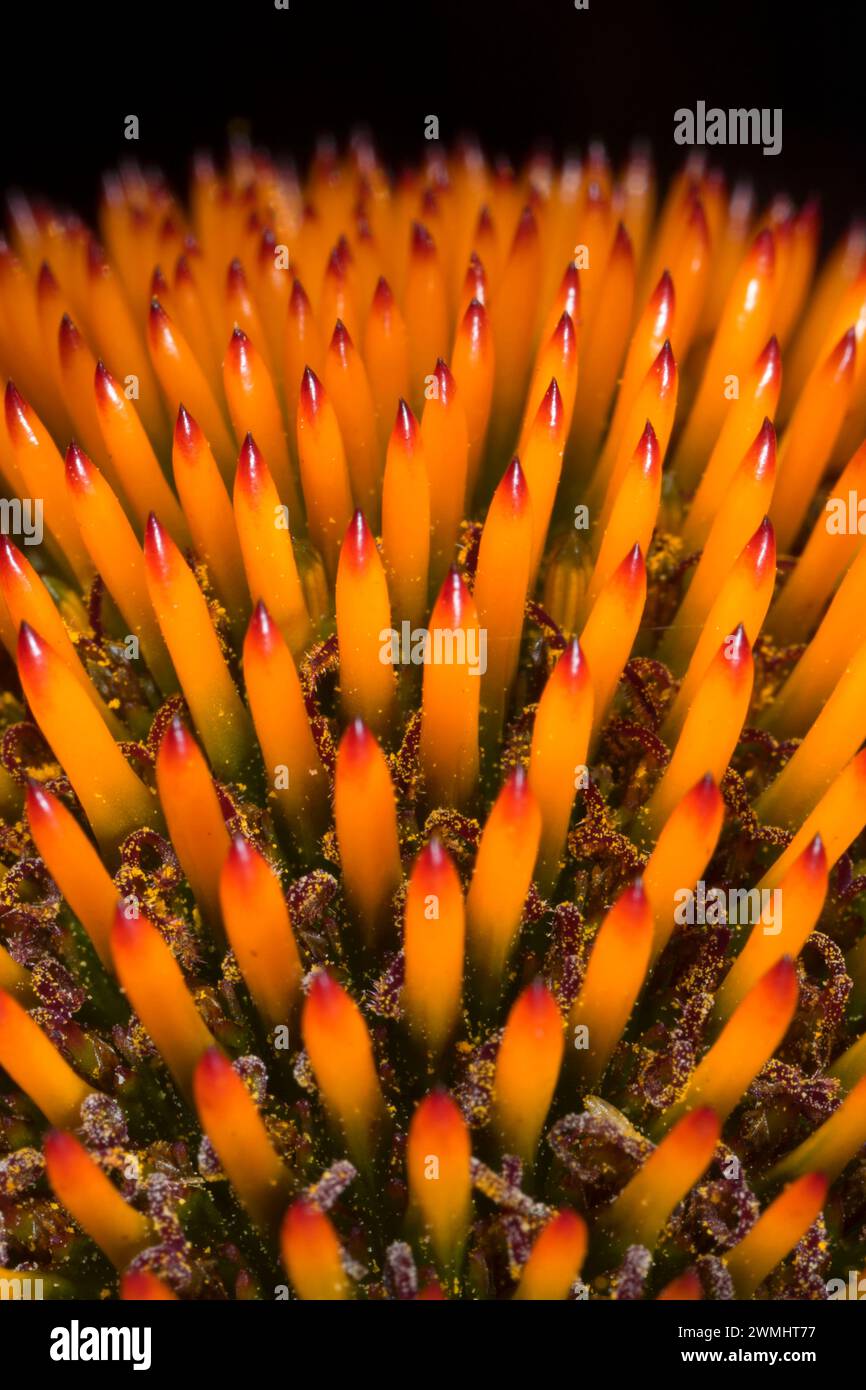 Coneflower, Erbstück Rosen, St. Paul, Minnesota Stockfoto