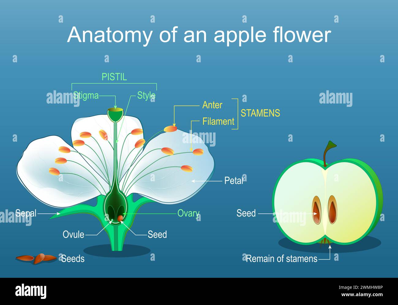 Anatomie der Apfelblüte. Teile von Blumen und Früchten. Fruchtentwicklung. Illustration des abgewickelten Vektors Stock Vektor