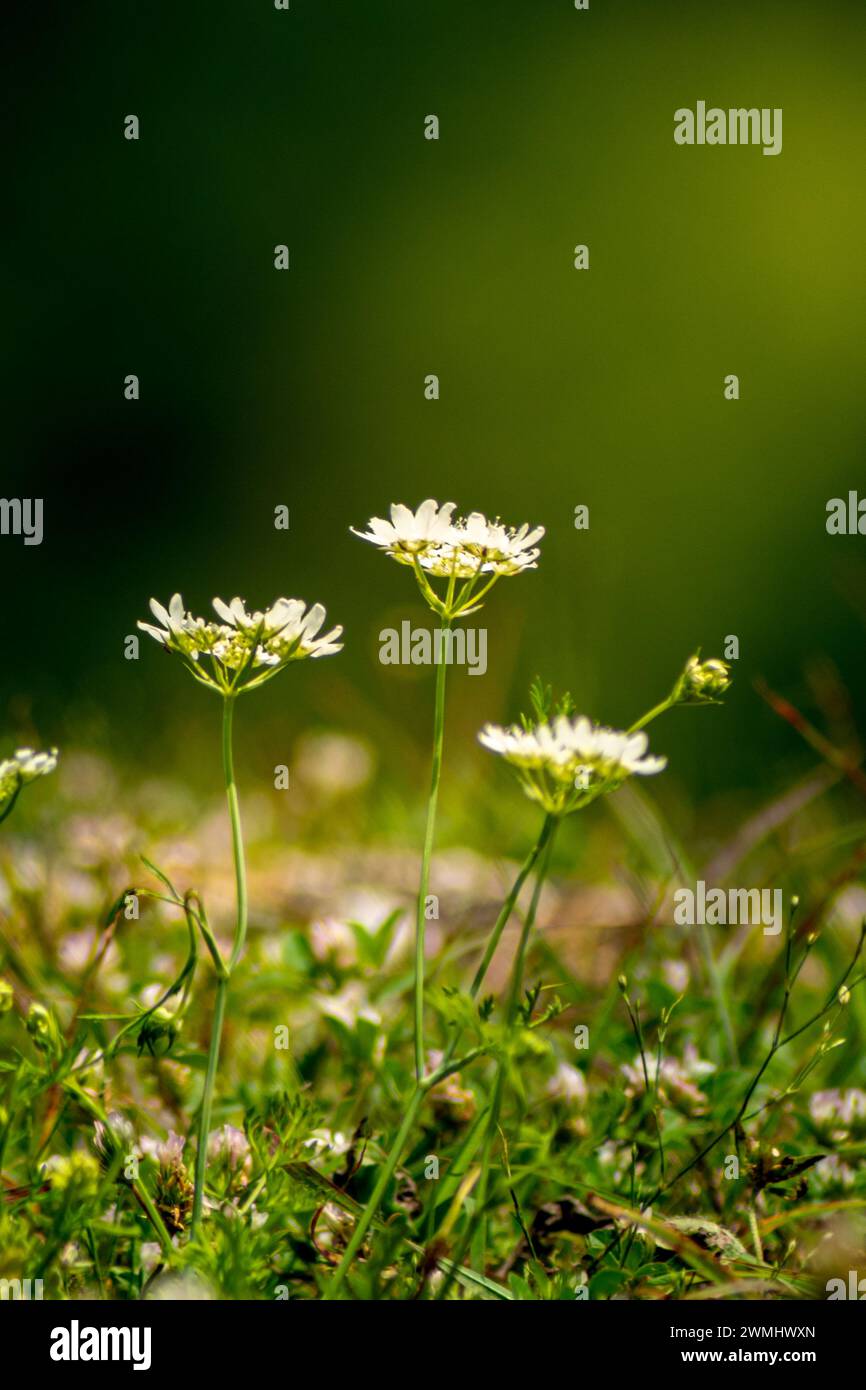 Wilde Blumen im Wald an sonnigen Tagen. Stockfoto