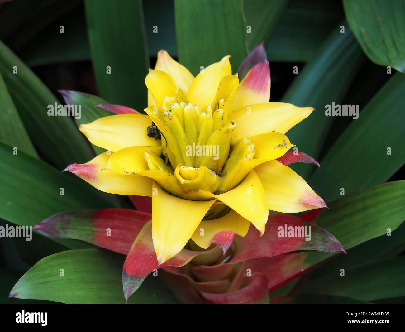 Guzmania sp., Bromélia, Thailand, Asien Stockfoto