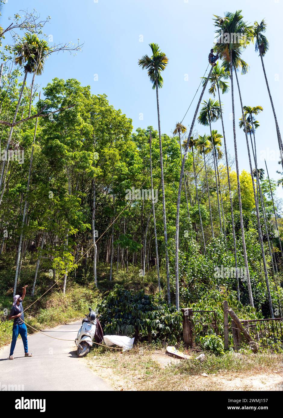 Ein Einheimischer Mann Klettert Palmen Und Erntet Kokosnüsse Wayanad Indien Stockfoto