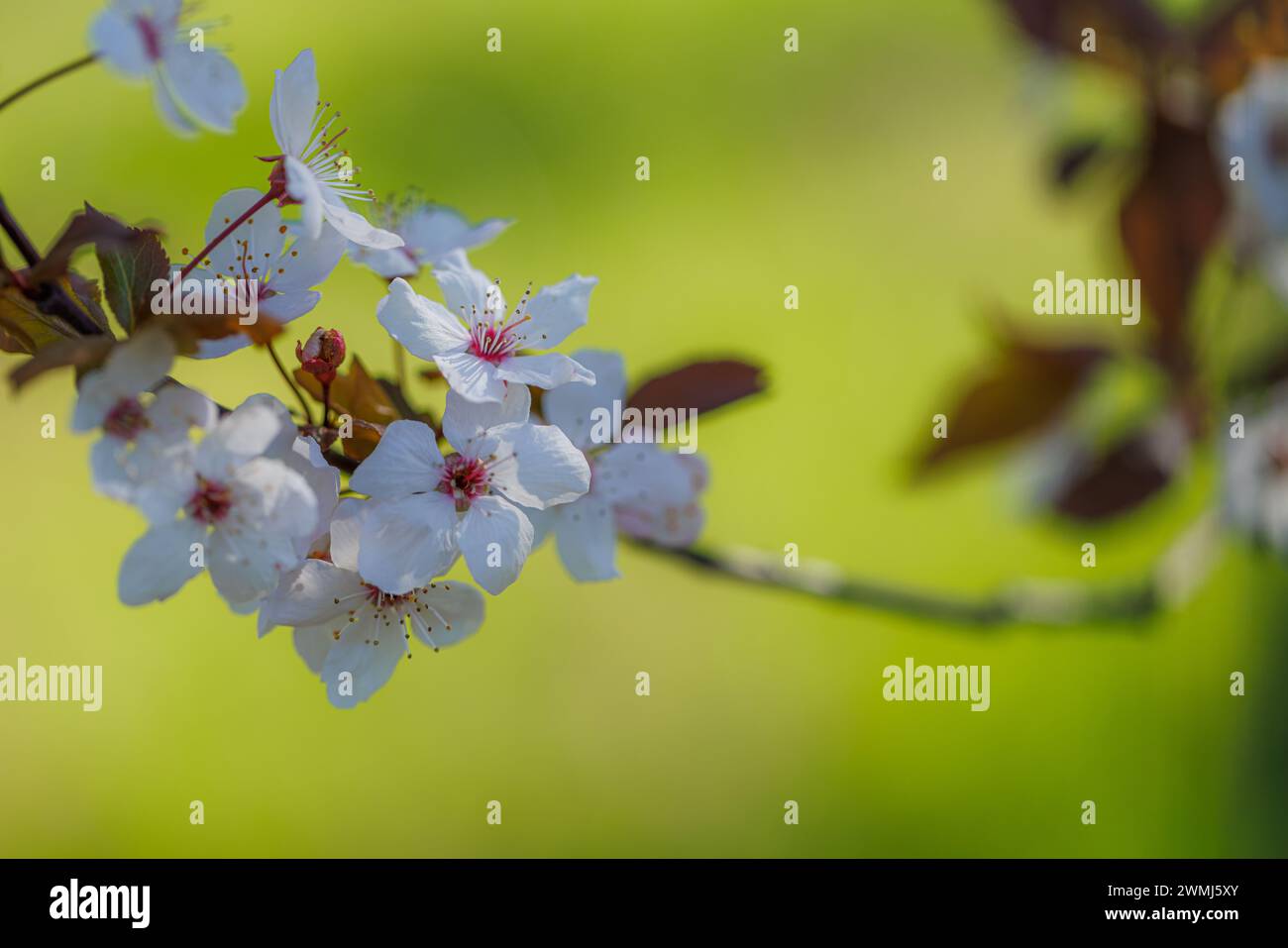 Hintergrund der Frühlingsblüte. Wunderschöne Naturszene mit blühendem Baum und Sonnenlicht. Im Frühling herrliche Sonnenfackeln und verschwommene Traumwelt aus nächster Nähe Stockfoto
