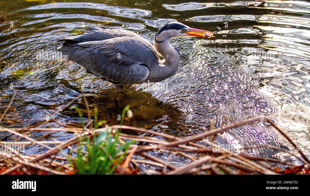 An einem schönen Februarmorgen ist ein freundlicher grauer Reiher auf der Suche nach Essen in einem Teich im Dundee Caird Park in Schottland Stockfoto