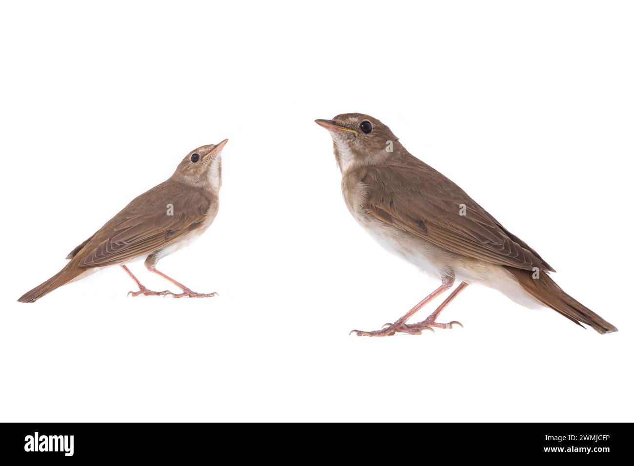 Zwei Nachtigall (Luscinia luscinia) isoliert auf einem weißen Hintergrund in Studio-Aufnahme Stockfoto