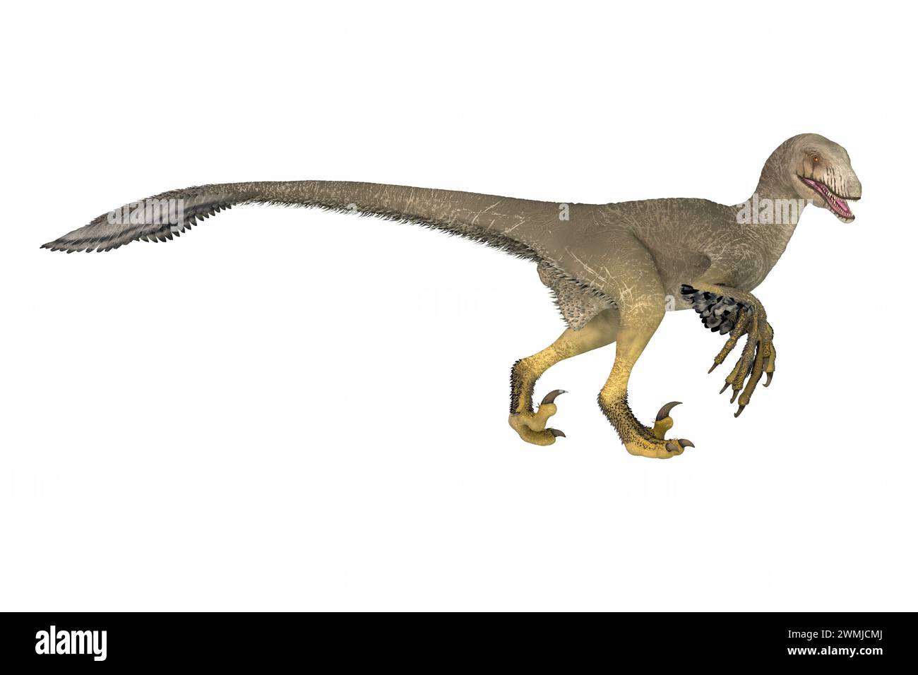 Dakotaraptor war ein gefiederter, fleischfressender Dinosaurier, der während der Kreidezeit in South Dakota lebte. Stockfoto