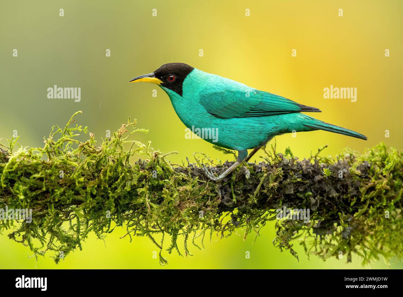 Der grüne Honeycreeper (Chlorophanes spiza) aus Costa Rica ist ein kleiner Vogel aus der Familie der Tanager. Sie kommt in der tropischen Neuen Welt aus dem südlichen Mex vor Stockfoto