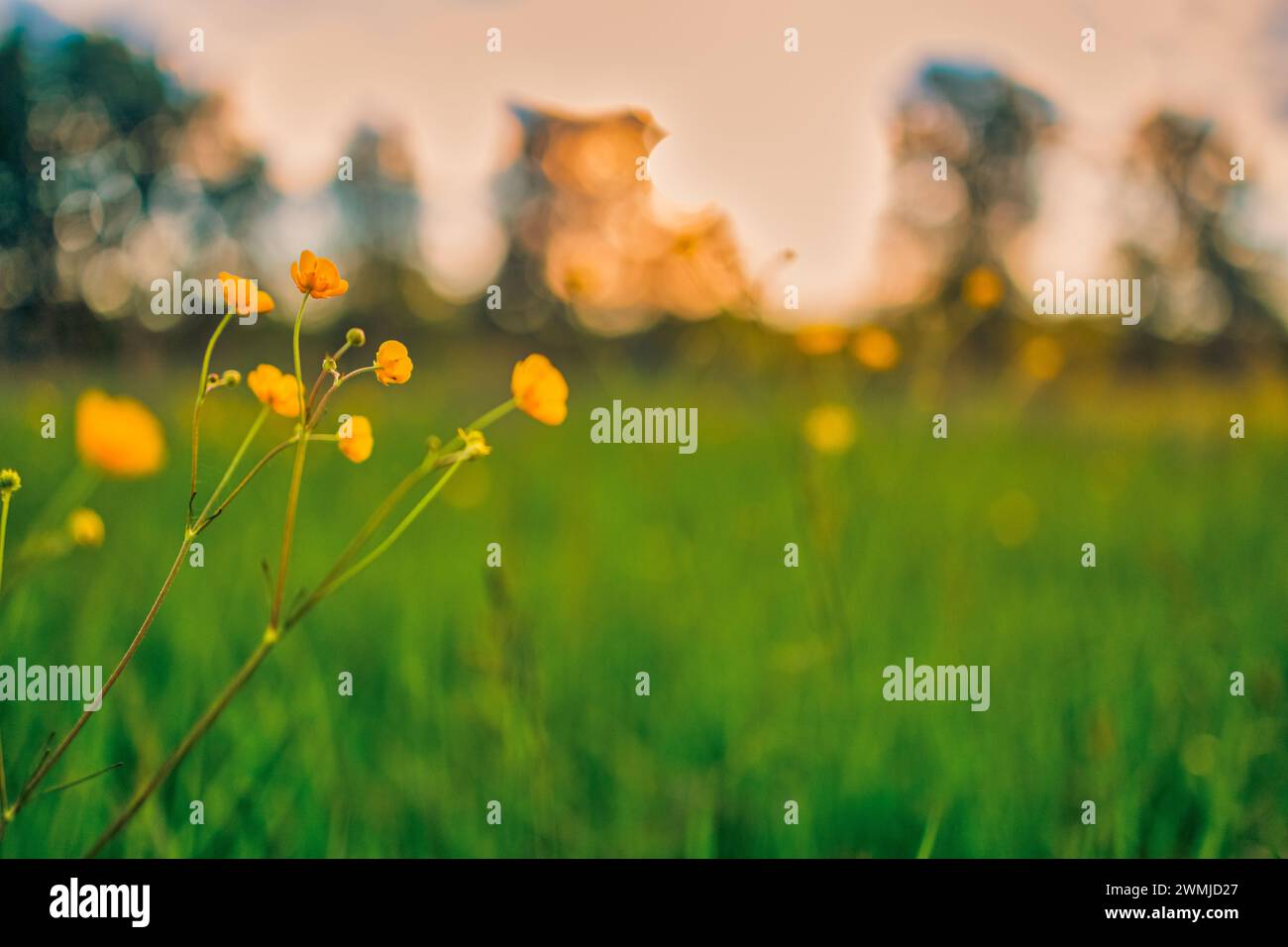 Abstrakte Landschaft mit gelben Blumen und Graswiesen bei Sonnenuntergang oder Sonnenaufgang in der warmen goldenen Stunde. Ruhiger Frühling Sommer Natur Nahaufnahme Stockfoto