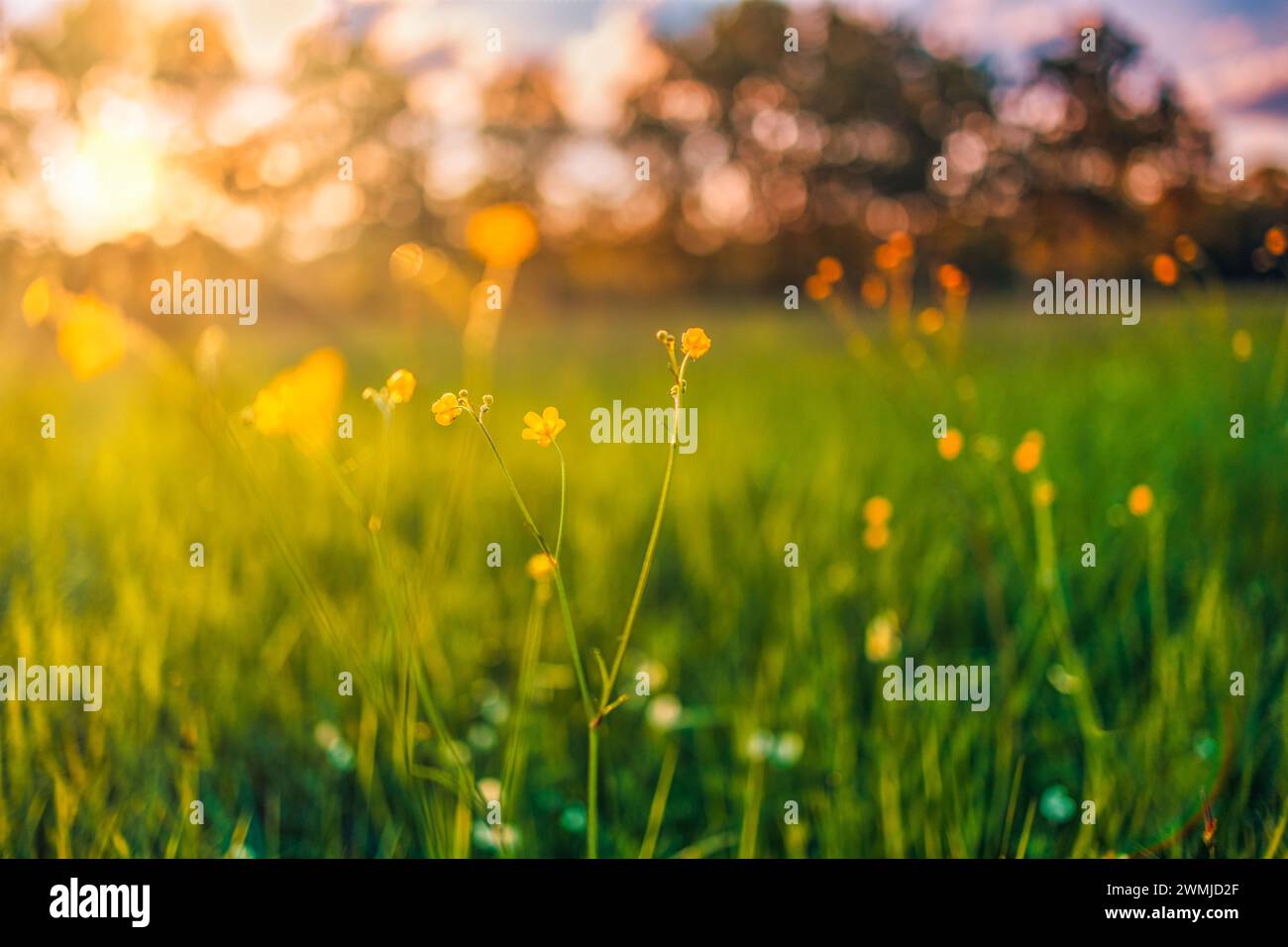 Abstrakte Landschaft mit gelben Blumen und Graswiesen bei Sonnenuntergang oder Sonnenaufgang in der warmen goldenen Stunde. Ruhiger Frühling Sommer Natur Nahaufnahme Stockfoto