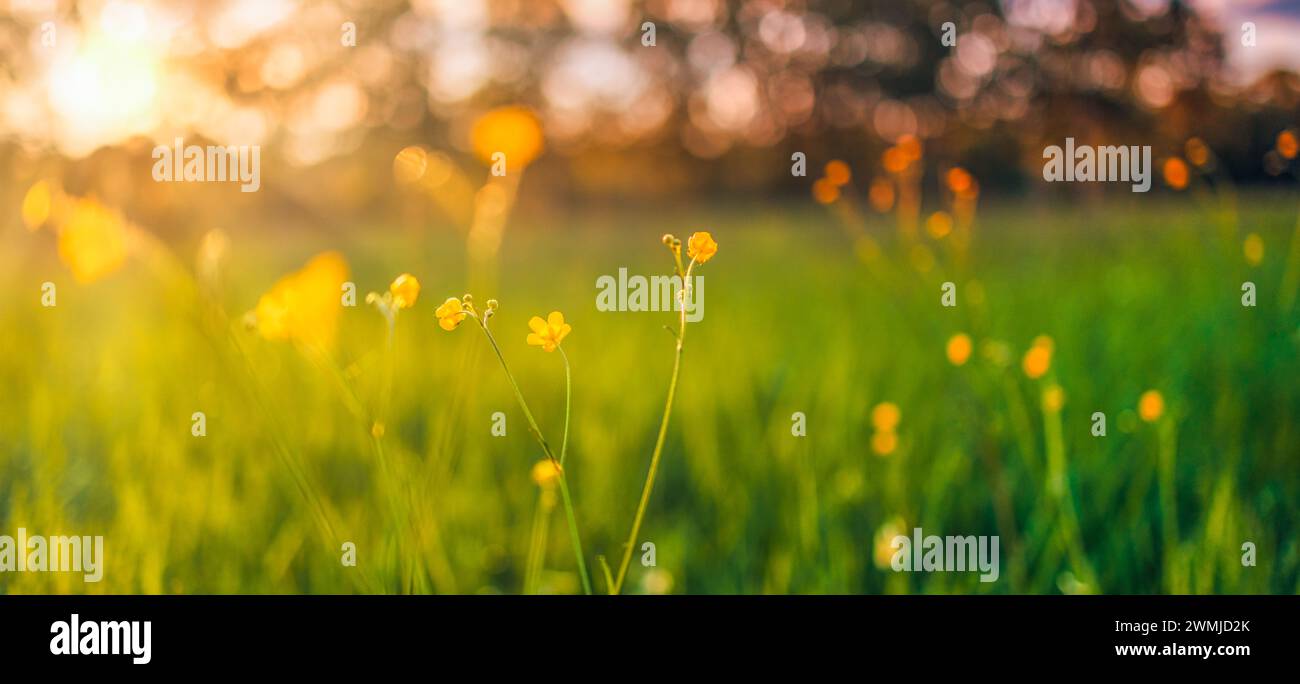 Abstrakte Landschaft mit gelben Blumen und Graswiesen bei Sonnenuntergang oder Sonnenaufgang in der warmen goldenen Stunde. Ruhiger Frühling Sommer Natur Nahaufnahme Stockfoto