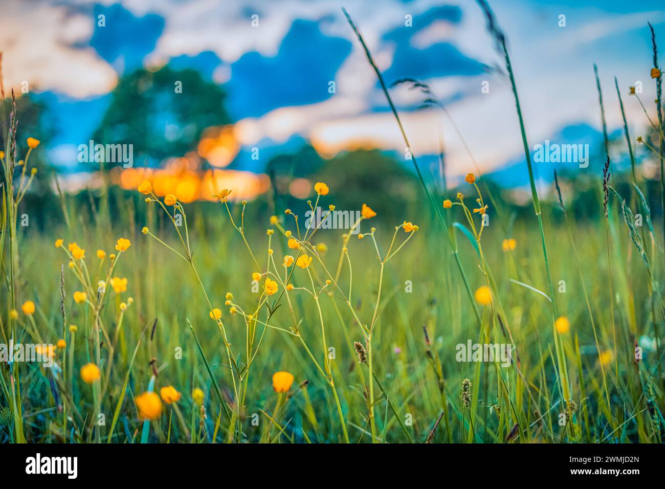 Abstrakte Landschaft mit gelben Blumen und Graswiesen bei Sonnenuntergang oder Sonnenaufgang in der warmen goldenen Stunde. Ruhiger Frühling Sommer Natur Nahaufnahme Stockfoto