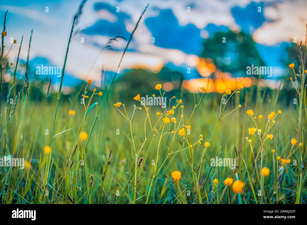 Abstrakte Landschaft mit gelben Blumen und Graswiesen bei Sonnenuntergang oder Sonnenaufgang in der warmen goldenen Stunde. Ruhiger Frühling Sommer Natur Nahaufnahme Stockfoto